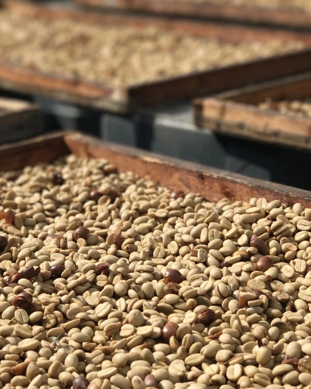 Coffee from the highlands